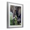 Stupell Industries Baby Elephant And Mother Framed Print Under Glass, design by James Corwin